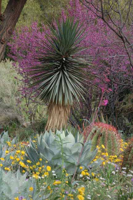 in the Demonstration Garden